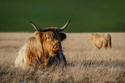 Exmoor Highland Cow