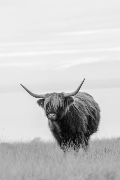 Exmoor Highland Cow