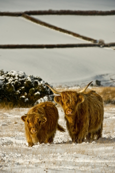 Exmoor Highland Cow