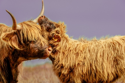 Exmoor Highland Cow having a scratch