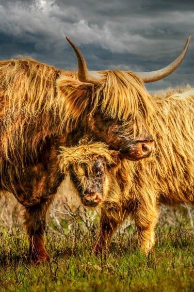 Exmoor Highland Cow and calf