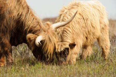 Exmoor Highland Cow