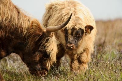 Exmoor Highland Cow