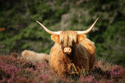 Exmoor Highland Cow