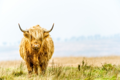 Highland cattle living on Exmoor National Park