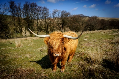 Exmoor Highland Cow in the spring sun in the heart of the Exmoor National Park