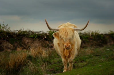 An Exmoor Highland Cow on a grey day in the heart of the national park