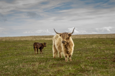 Exmoor Highland Cow