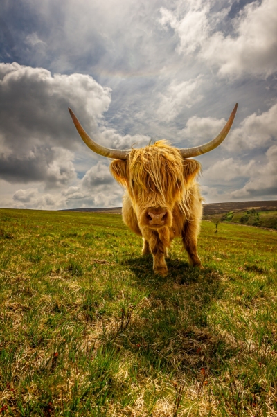 Close up of an Exmoor Highland Cow