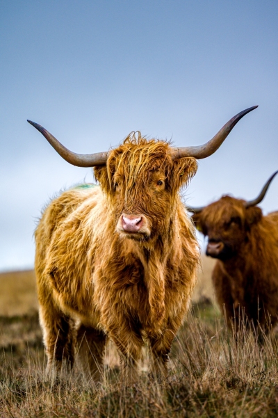 One of Exmoor's majestic's highland cows on a summer day after a downpour.