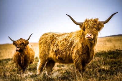 Standing Exmoor Highland Cow on a winters day