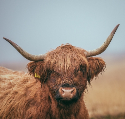 Exmoor Highland cow in the dripping rain