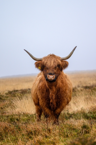 Exmoor Highland Cow