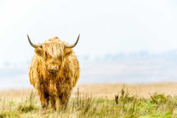 Exmoor Highland Cow