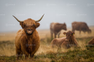 Guardians of the Moor