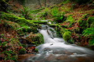 Winter Veins of Exmoor