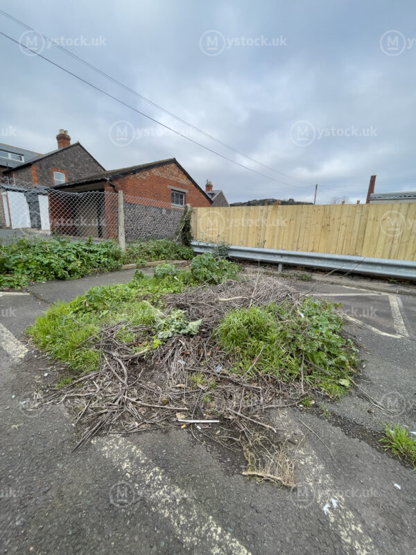 Nature Reclaims: Garden Waste in Minehead Car Park
