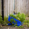 Nature Reclaims: The Forgotten Blue Crate