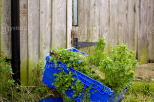 Nature Reclaims: The Forgotten Blue Crate