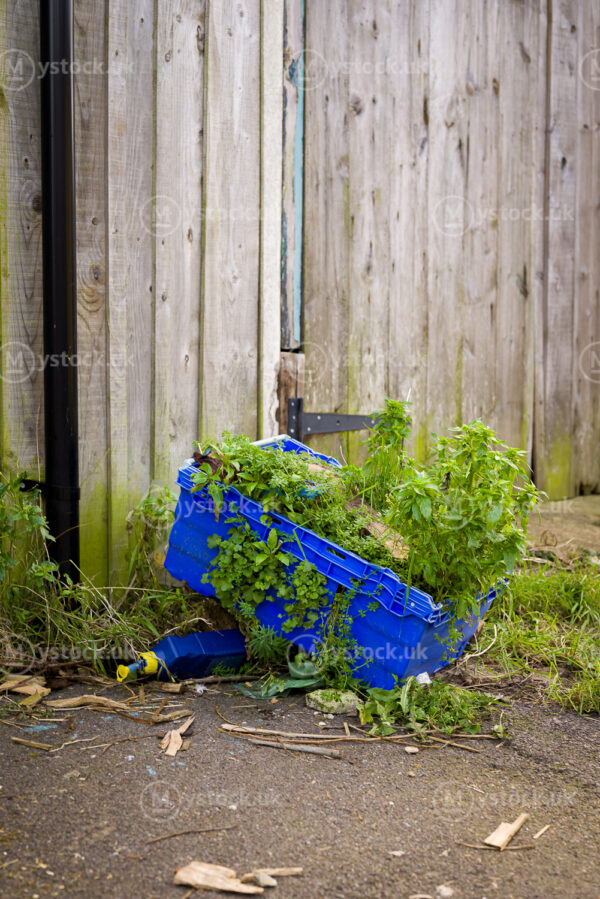 Nature Reclaims: The Forgotten Blue Crate